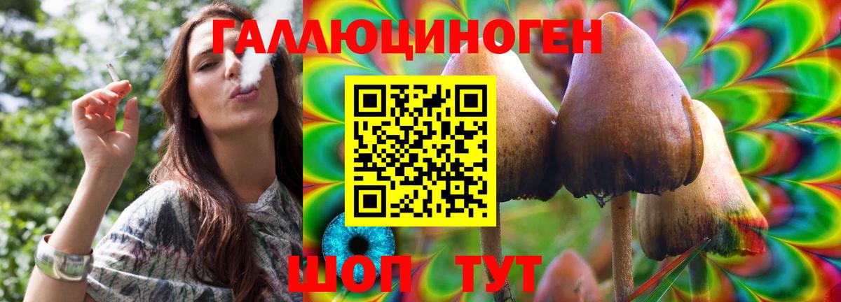 Псилоцибиновые грибы Psilocybine cubensis Абакан